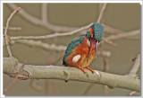 Kingfisher -Alcedo atthis - IJsvogel