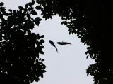 Swimming through the trees, Shanghai, China, 2006