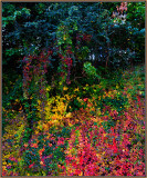 25-Autumn-in-my-Backyard--Sept.-2008.jpg