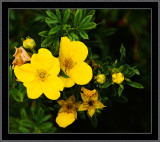 73-Yellow-bush-flowers.jpg