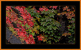 60-Virginia-creeper-just-before-Vinter-2009.jpg