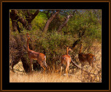 15-=-IMG_9887-=-Giraffe-antilope-V2.jpg