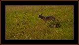 1-=-IMG_2505-=-Jackal.jpg