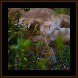 20-=-IMG_2543-=-Resting-Lioness-V3.jpg