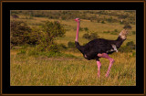 35-=IMG_2566-=-Male-Ostrich-in-breeding-time-V3.jpg