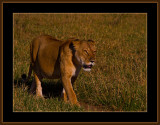 41-=-IMG_2570-=-Lioness-on-a-morning-walk-V6.jpg