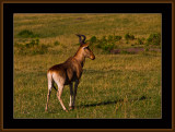 52-=-IMG_2588-=-Hartebeest.jpg