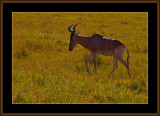 54-=-IMG_2594-=-Hartebeest-V1.jpg