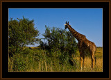 59-=-IMG_2602-=-Giraff-V1.jpg