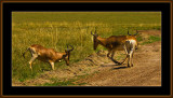 107-=-IMG_2697-Hartebeest-fight-V14.jpg