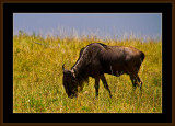 116-=-IMG_2713-=-Gnu=Wildebeest-V3.jpg