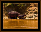 132-=-IMG_2749-=-Hippo-Mom-with-baby-V2.jpg