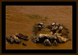 134-=-IMG_2751-=-Vultures-on-a-river-rock-V1.jpg