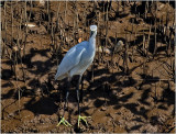 24-Little Egret on the Bank.jpg