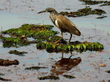 49-Indian-Pond-Heron-at-Karambolic.jpg