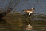 54-Pond Heron with a Prey.jpg