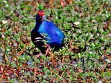 62-Purple-Moorhen.jpg
