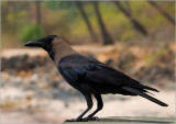 82-Indian House Crow.jpg