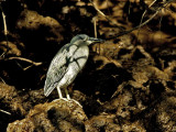 87-Indian-Green-Heron.jpg