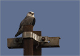 95-Blackshouldered Kite.jpg