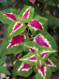 DM-coleus5.jpg