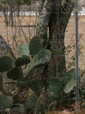 Cactus on the Fence