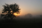Early Foggy Morning