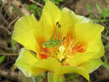 Yellow Rose of Texas