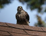 Spike on the Roof-1