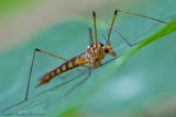 Crane fly (Tipula) (Daddy longlegs)