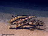 IMG_0685 copy.jpg
