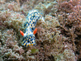 Hypselodoris infucata, mediterranean