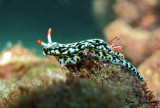 Hypselodoris infucata, mediterranean