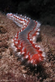 Hermodice carunculata - Sea Worms Called Glass Worms