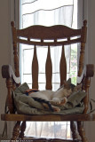 Cat in my armchair -HDR