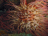 Sea Star