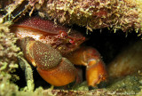 Rosy Crab