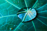 A drop on a leaf