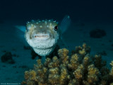 Yellowspotted burrfish
