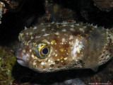 Yellowspotted burrfish