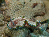 Glossodoris andersonae