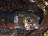 Yellowspotted burrfish