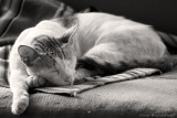 Sun Bath in Black and White