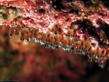 Eggs of  Twoband anemonefish (Amphiprion bicinctus)