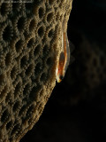 Toothy (Host) Goby
