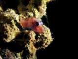 Pygmy tobi  (Canthigaster pygmaea)