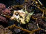 Thornback Trunkfish  (Tetrasomus gibbosus)