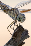 Brachythemis leucosticta
