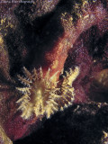 Spirorbis mediterraneas - Polychaete worm