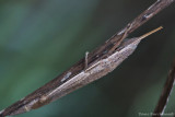 Pyrgomorpha conica